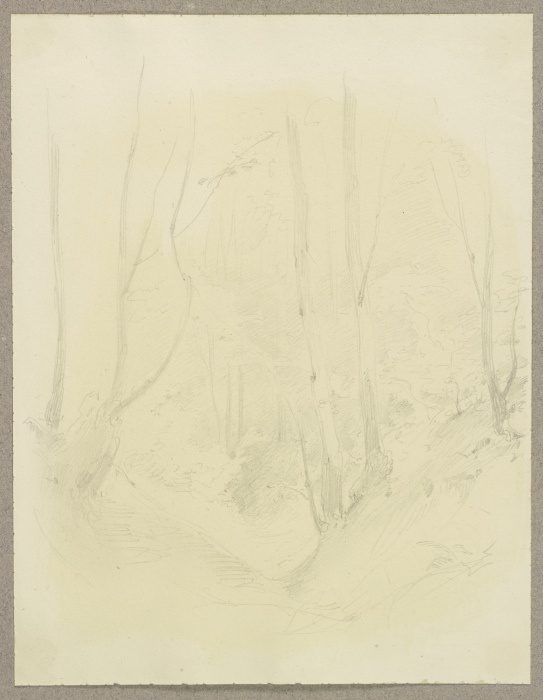 Forest section from Carl Theodor Reiffenstein