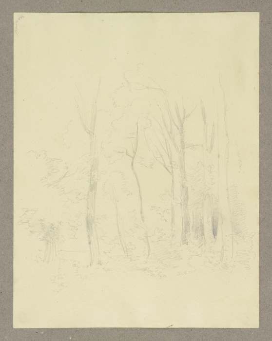 Forest section from Carl Theodor Reiffenstein