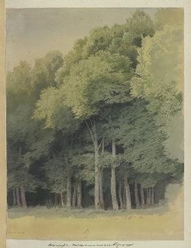 Forest edge near Braunfels