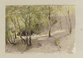 Forest path near Falkenstein