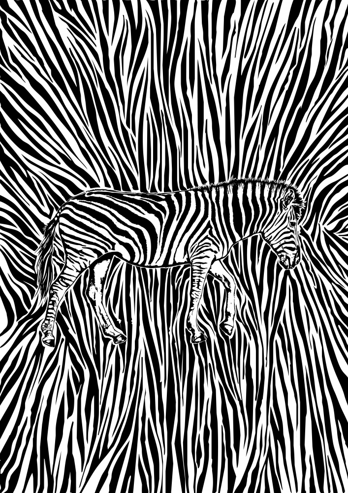 African Zebra striking camouflage from Carlo Kaminski