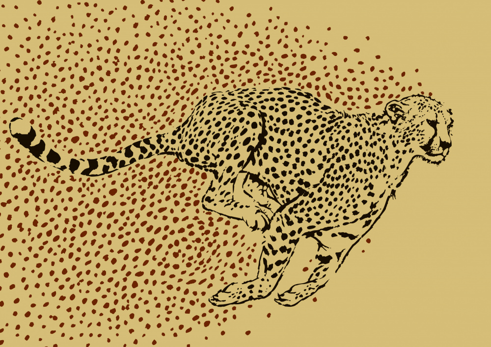 Cheetah Full Sprint from Carlo Kaminski