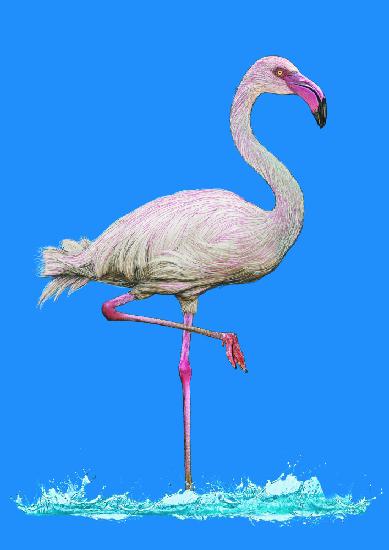 Pinkish Flamingo in water blue sky