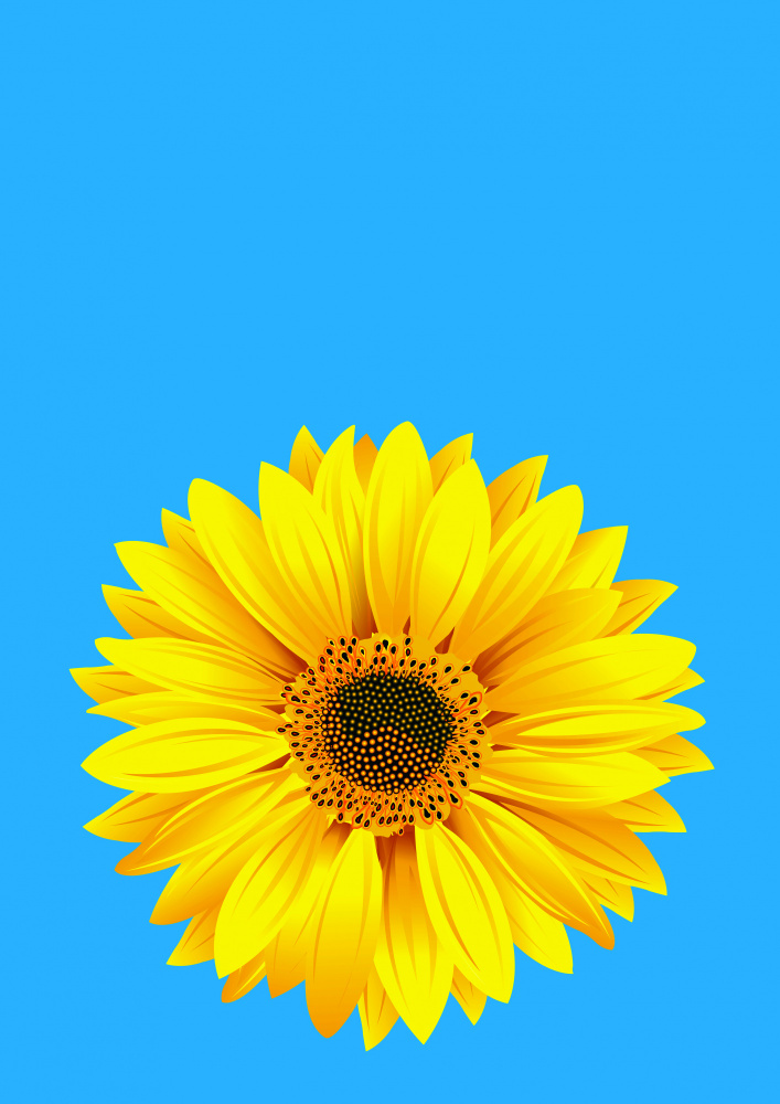 Sunflower On Blue (h) from Carlo Kaminski