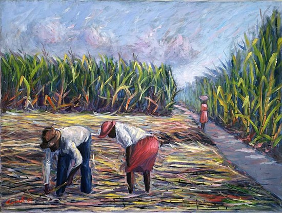 Sugarcane Harvest from  Carlton  Murrell