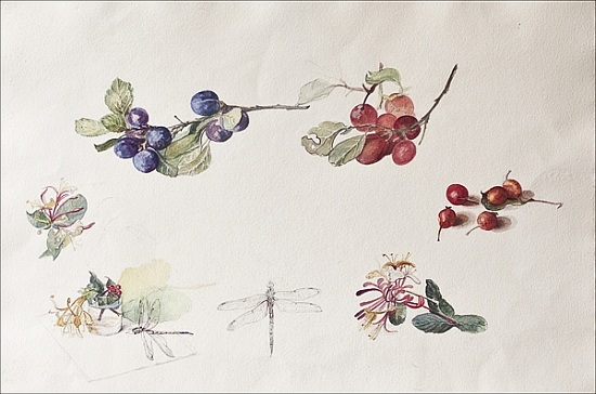 Autumn Fruits and Flowers from Caroline  Hervey-Bathurst
