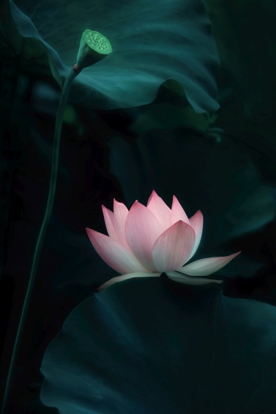 Lotus Flower from Catherine W.