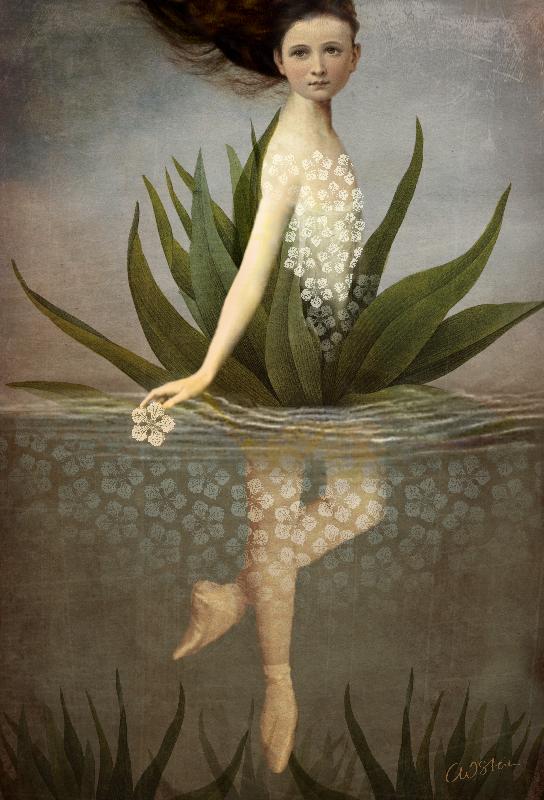 Wasserlilie from Catrin Welz-Stein