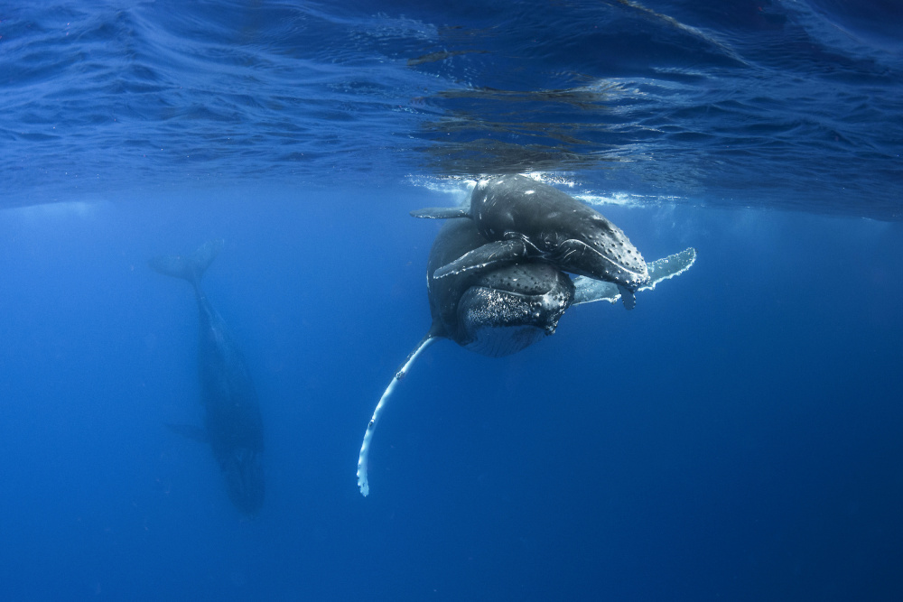 Humpback whales from Cédric Péneau