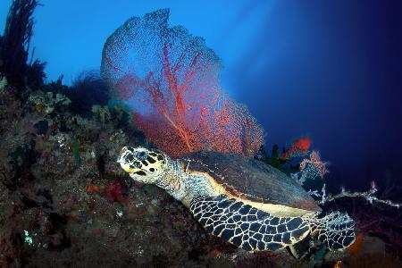 Hawksbill turtle