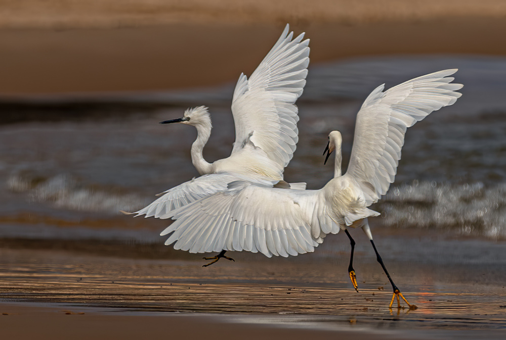 ...the Heron fight... from Charlaine Gerber