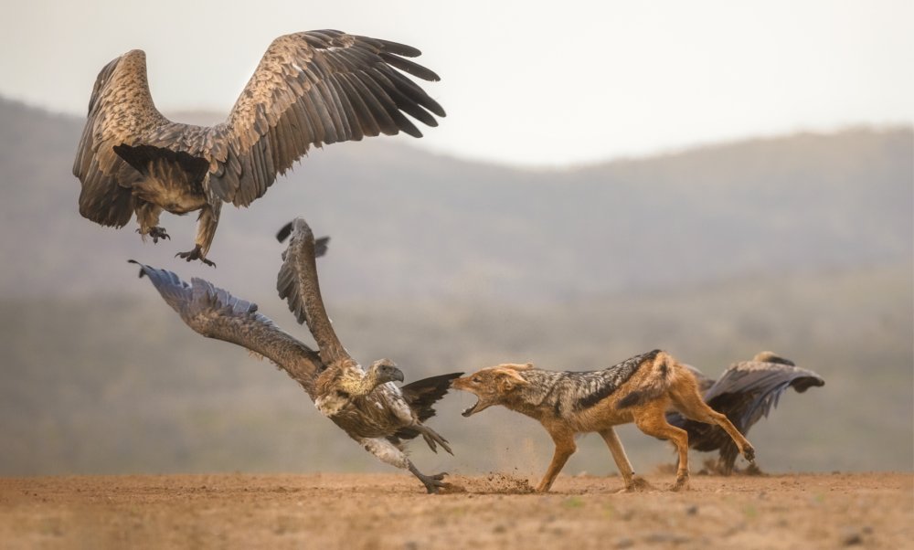 The fight for food... from Charlaine Gerber