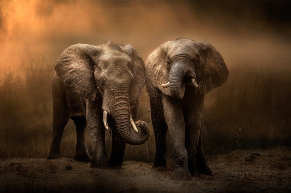 Elephants dust bath... from Charlaine Gerber