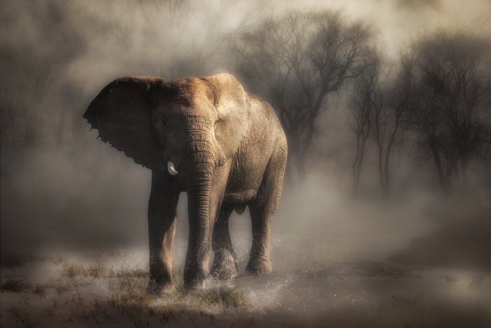 “....elephant drinking water...’ from Charlaine Gerber