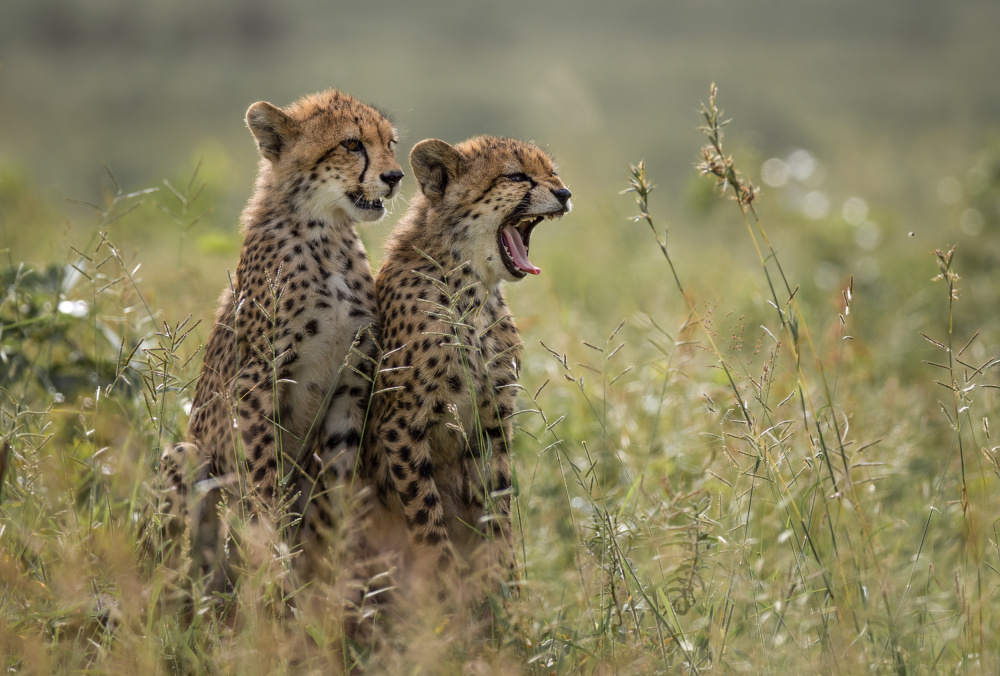 Cheetah brothers yawning from Charlaine Gerber