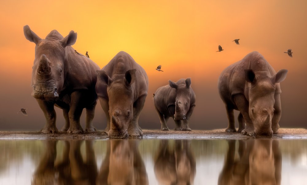 Rhinos by the water..... from Charlaine Gerber