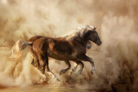 Horses in the dust...