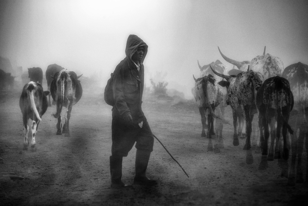...cattle herd in the mist... from Charlaine Gerber