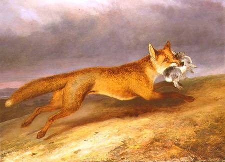 Fox making off with a Rabbit from Charles Hancock