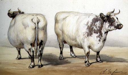 Study of two long-horned cows from Charles Oliver de Penne