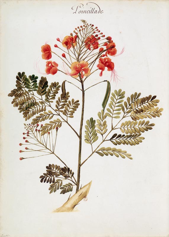 Poinciana / Ch.Plumier from Charles Plumier