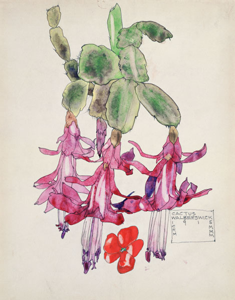 Cactus Flower from Charles Rennie Mackintosh