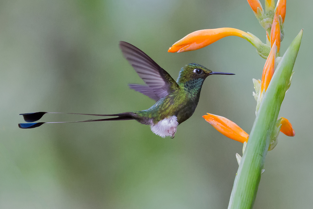 Hummingbird and flower from Cheng Chang