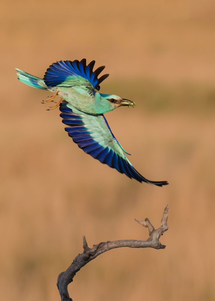 European Roller in breeding from Cheng Chang