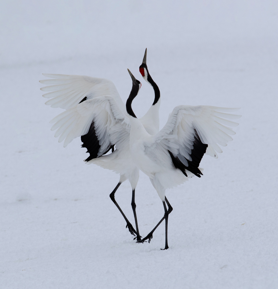 Dancing in the snow. from Cheng Chang