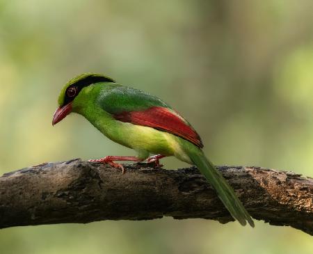 Green Magpie