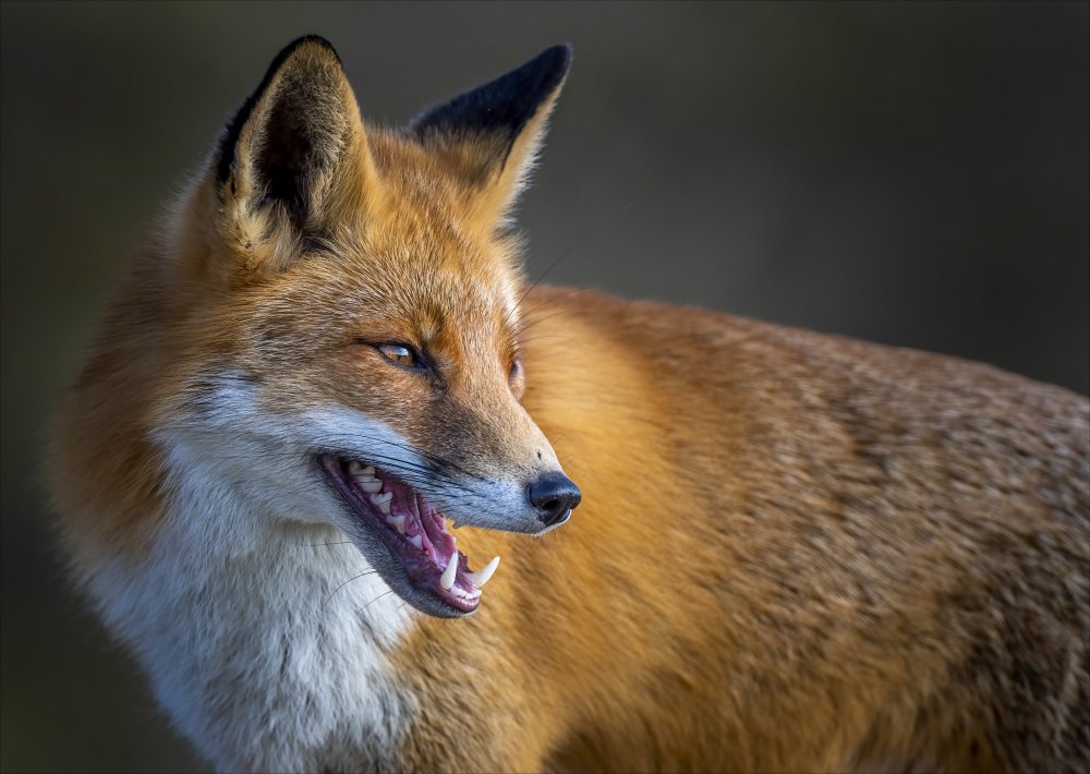 fox from Chris Coenders