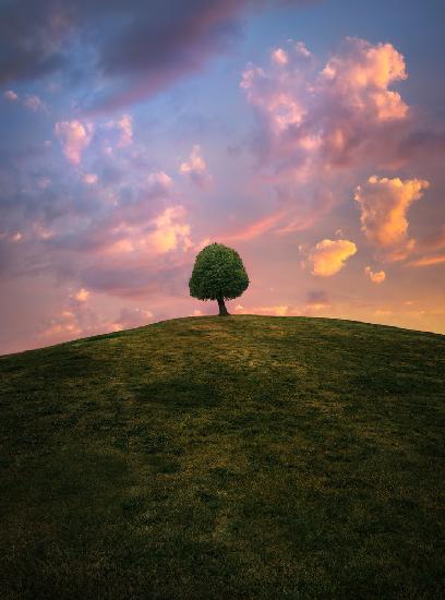 Tree on hill during sunset