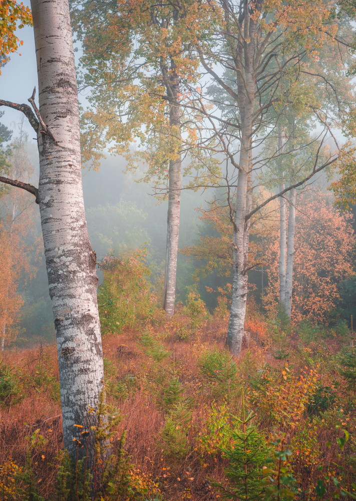 Birchtrees in morning fog from Christian Lindsten