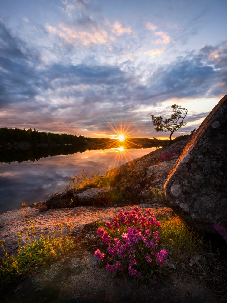 Flowers in sunset from Christian Lindsten