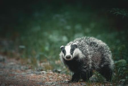 A curious badger in the forest