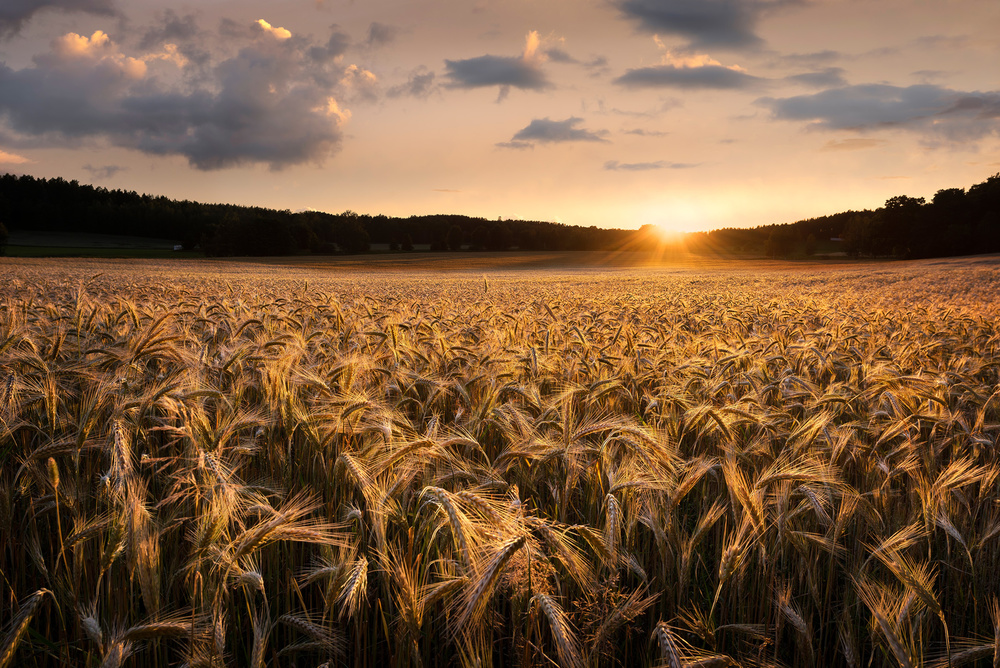 Fields of gold from Christian Lindsten