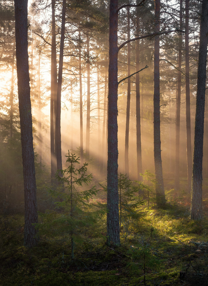 Foggy forest from Christian Lindsten