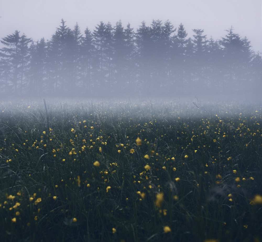 Those foggy mornings from Christian Lindsten