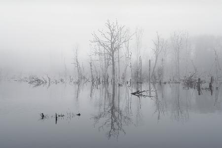 Flooded landscape in fog
