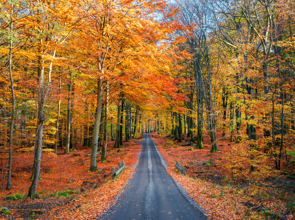 Road into autumn from Christian Lindsten