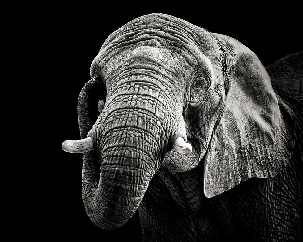 African Elephant from Christian Meermann
