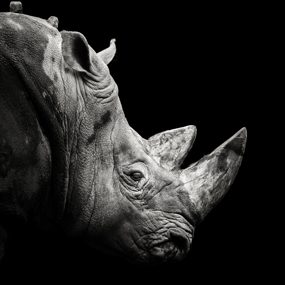 Rhino from Christian Meermann