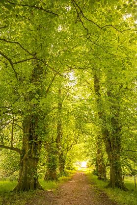 Linden alley in Gairloch, Wester Ross