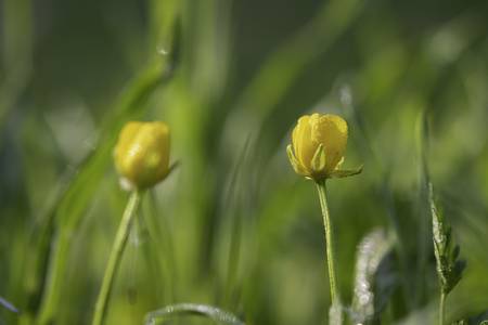 Blumen mit Tau 