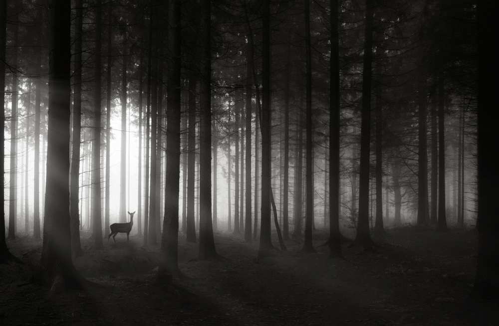 deer`s morning from Christoph Hessel