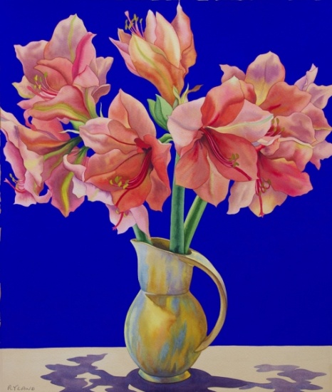Amaryllis in a jug from Christopher  Ryland