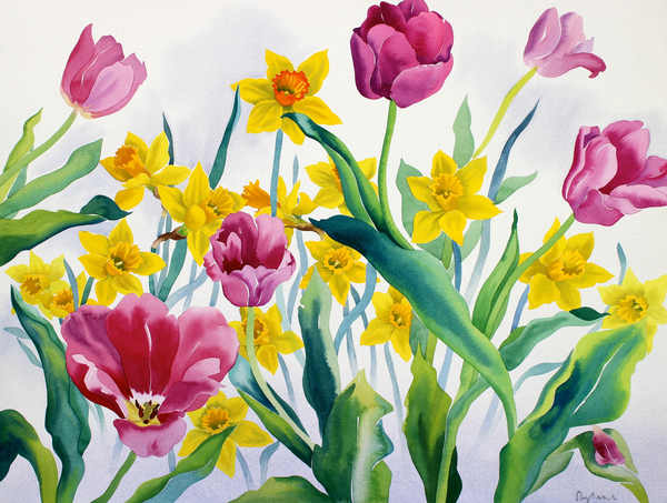 Daffodils and Tulips from Christopher  Ryland