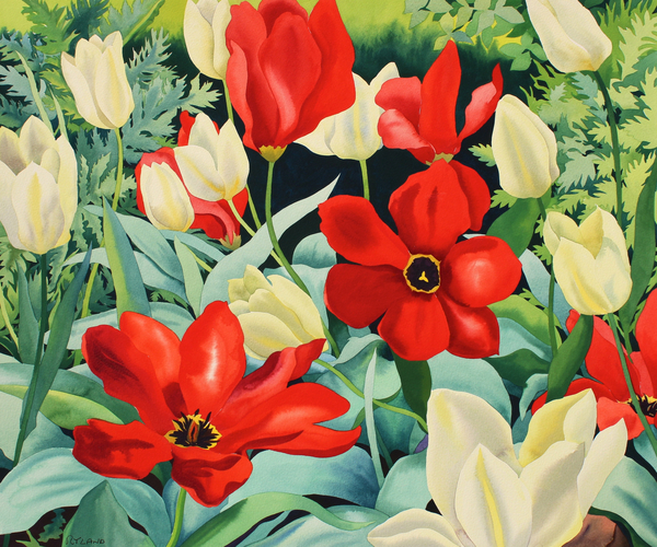 Early Tulips from Christopher  Ryland