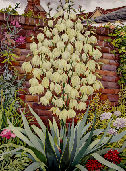 Flowering Yucca from Christopher  Ryland