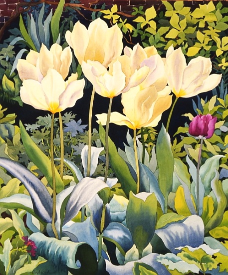 Pale Tulips from Christopher  Ryland